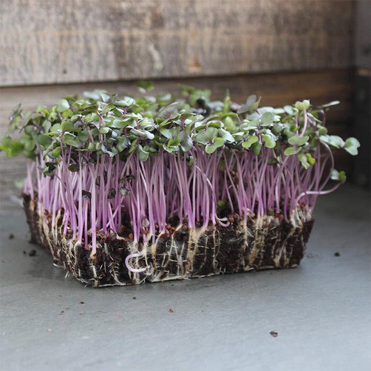 Red Acre Cabbage Microgreens