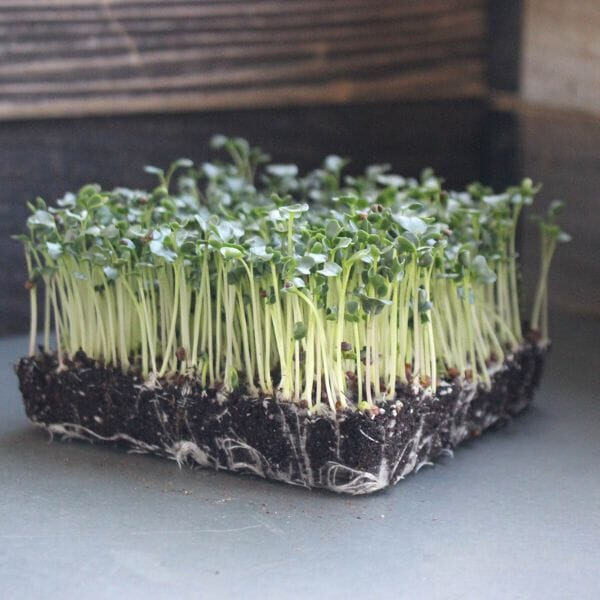 Kale Microgreens