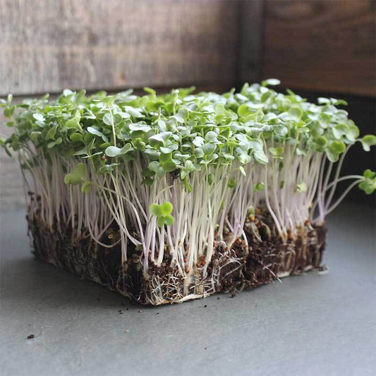 Broccoli Microgreens