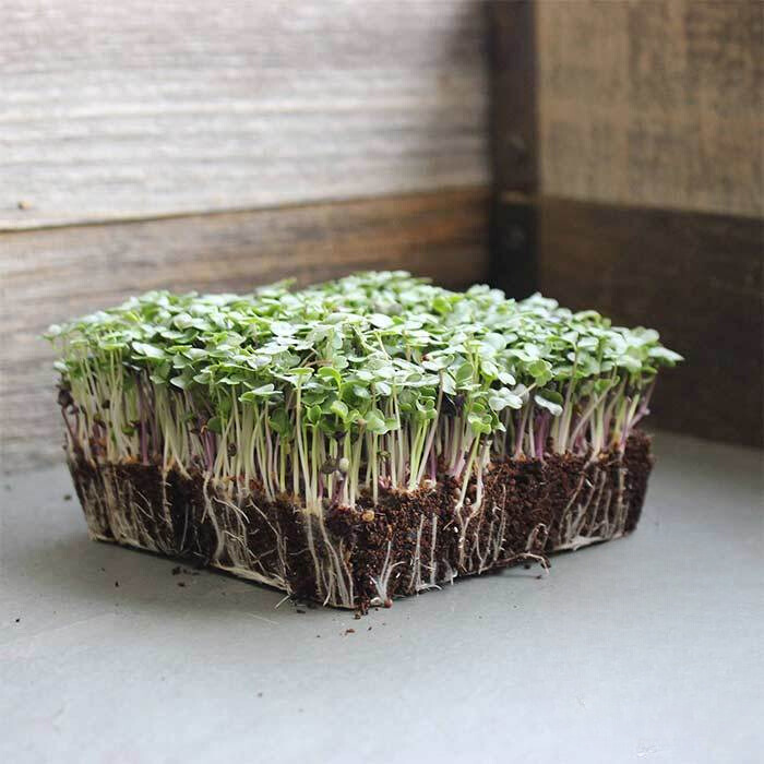 Salad Mix Microgreens