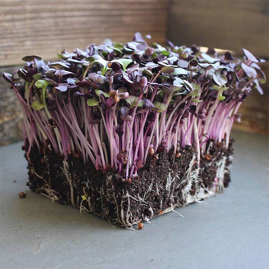 Rambo Radish Microgreens